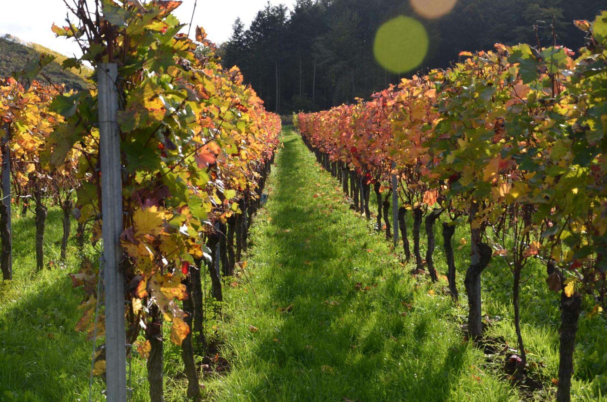 エルンストFerienweingut Gansen / Hochgenuss 1アパートメント エクステリア 写真
