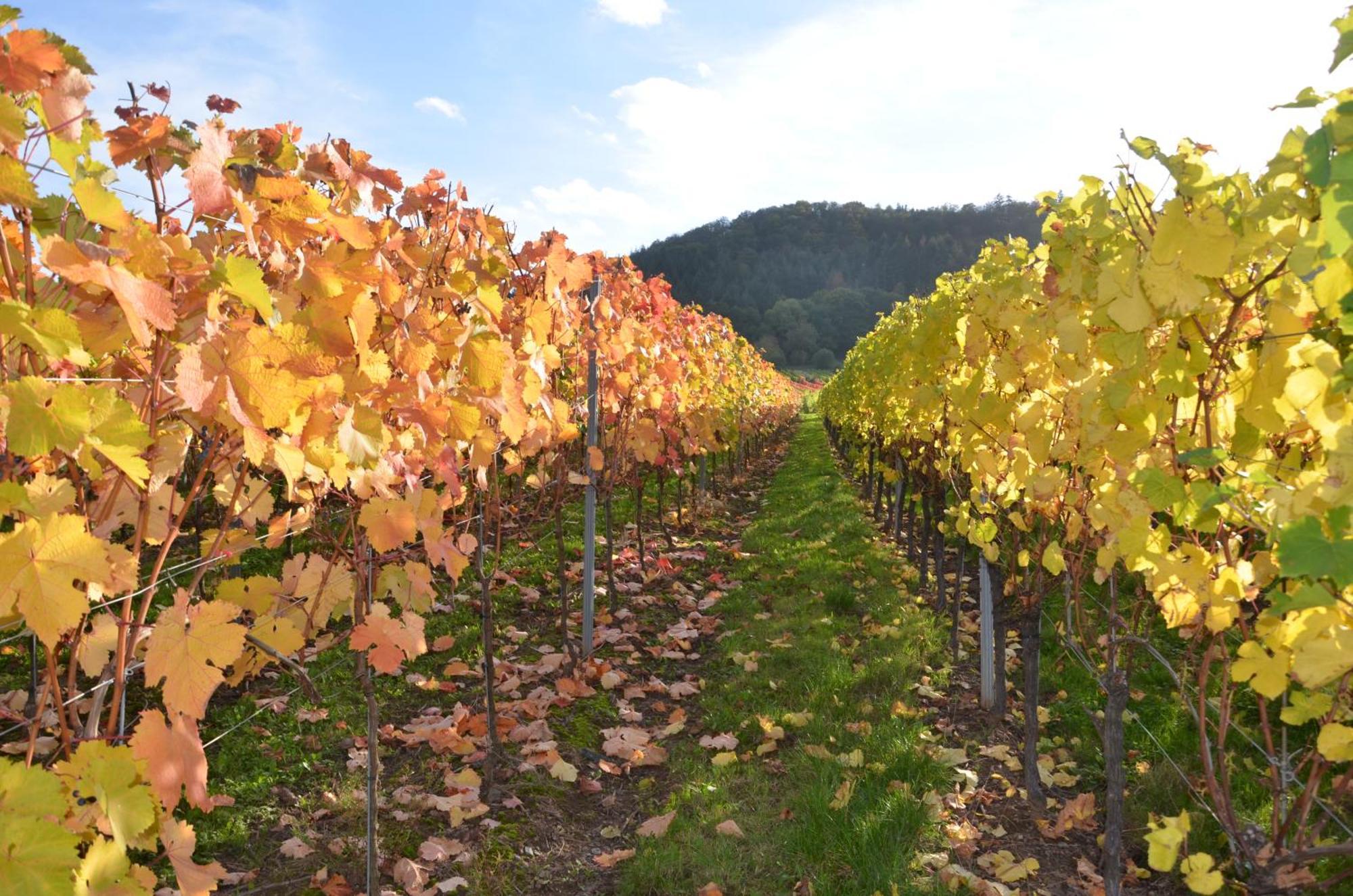 エルンストFerienweingut Gansen / Hochgenuss 1アパートメント エクステリア 写真
